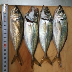 食品コンビナートサビキ釣り