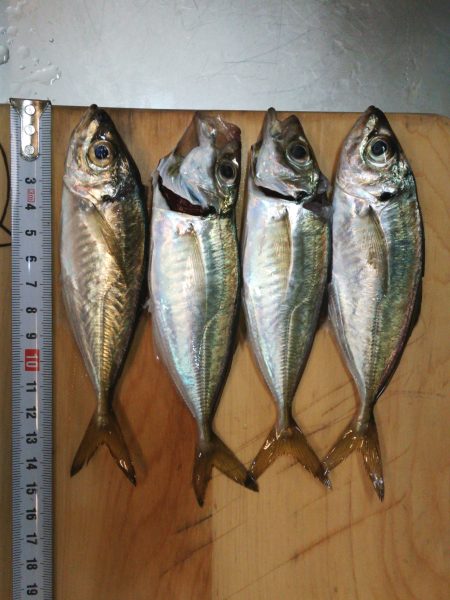 食品コンビナートサビキ釣り