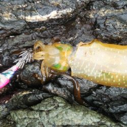 今シーズン初エギング