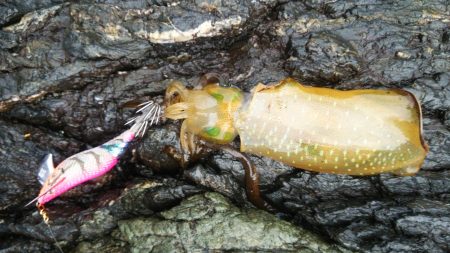 今シーズン初エギング