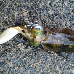 １日エギング釣行