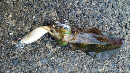 １日エギング釣行