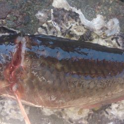 デカガッシーを求めて