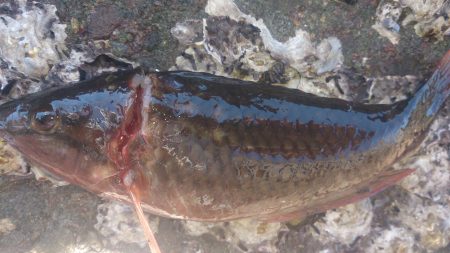 デカガッシーを求めて