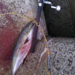 大波止でハマチ