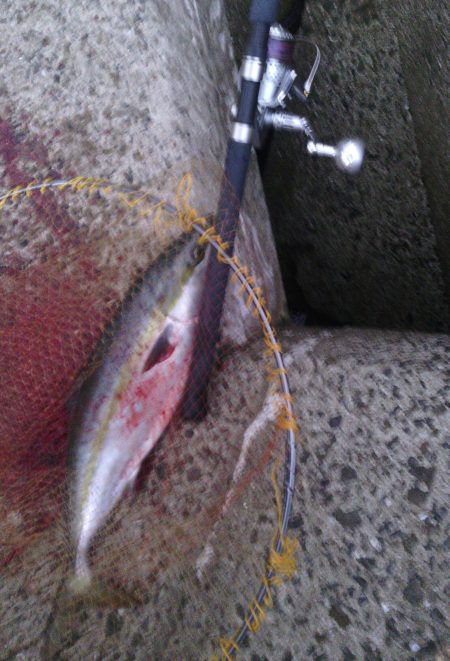 大波止でハマチ