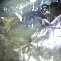 エギングを満喫