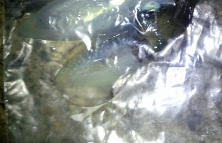 エギングを満喫