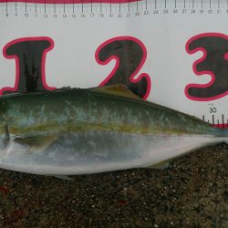 ひさしぶりの大物