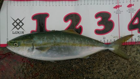 ひさしぶりの大物