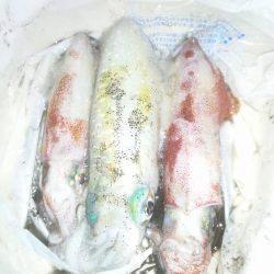 明石～神戸エギング