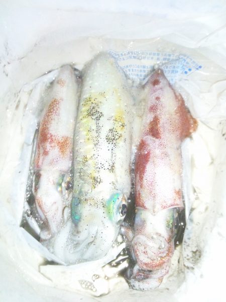 明石～神戸エギング