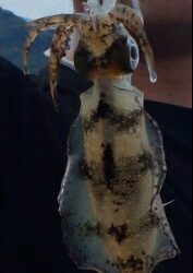 エギング＆ショアジギング