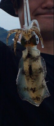 エギング＆ショアジギング