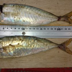 タチウオからの、想定外