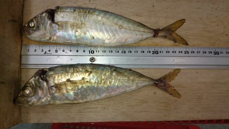 タチウオからの、想定外