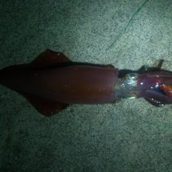 大分、厳しくなってきたね