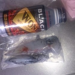 またまたケンサキイカ