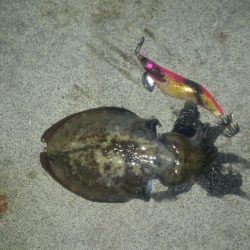 何処いったん？