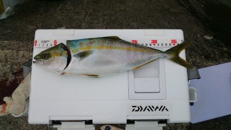 初めて釣れました