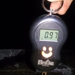 久しぶりのアオリイカ