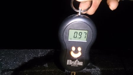 久しぶりのアオリイカ