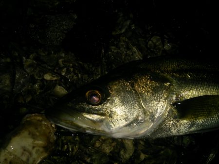 久々のシーバス