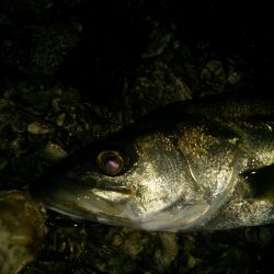 小ぶりながらも一本