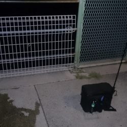 とりあえず ガシラ でしょ