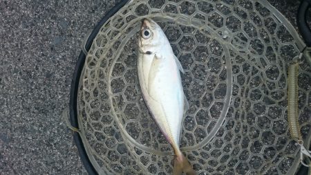 陽はまだありましたが