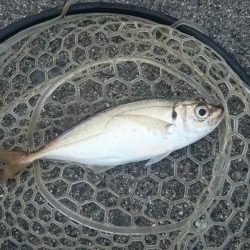 陽はまだありましたが