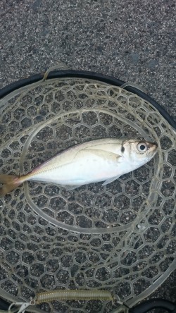 陽はまだありましたが