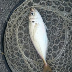 デイアジングもあり