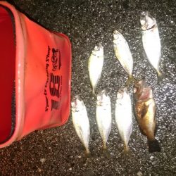 もうすっかり秋っぽくなりました