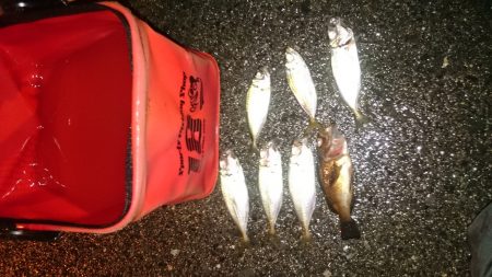 もうすっかり秋っぽくなりました