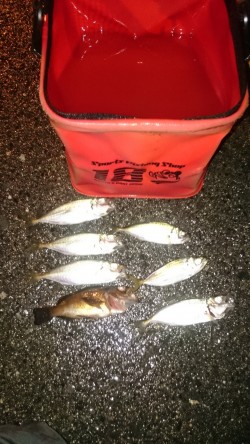 もうすっかり秋っぽくなりました