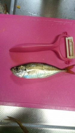 小雨降るなかのお勤めです