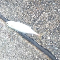 アジングは楽しいよー✨