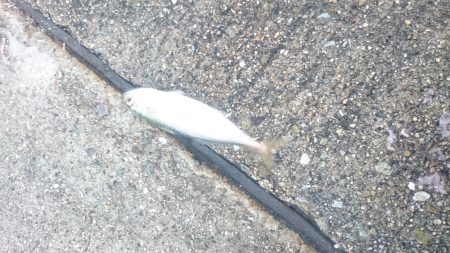 アジングは楽しいよー✨