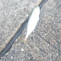 アジングは楽しいよー✨