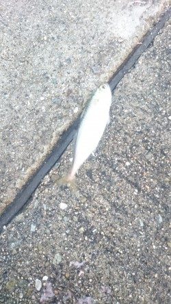 アジングは楽しいよー✨