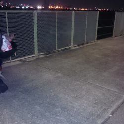 アジング調査です