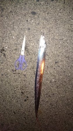 今季、初ワインド