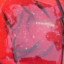 サビキ釣りからアジング