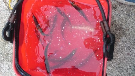 サビキ釣りからアジング