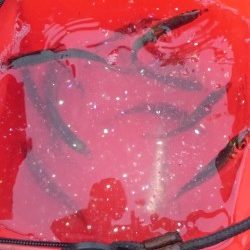 サビキ釣りからアジング