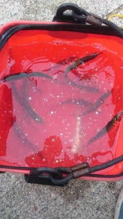 サビキ釣りからアジング