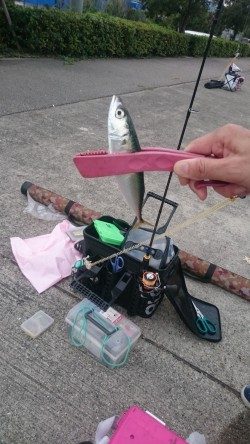 シルバーウィークは皆勤賞