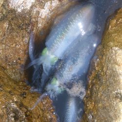 朝夕マズメ釣行