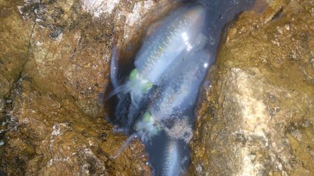 朝夕マズメ釣行